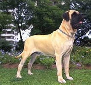 100-lb-dog-too-big-condo.jpg