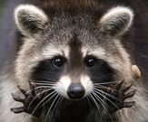 Raccoon-ate-siding
