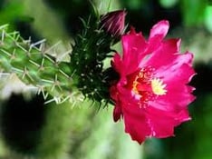 cactus-flower-drought-CA