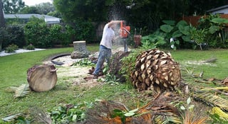 cutting-down-palm-trees-condo.jpg