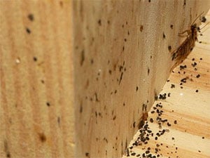insects-in-condo-walls.jpg