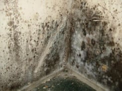 mildew-wall