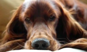 no-pet-policy