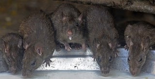 rat-infestation-condo.jpg
