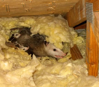 Why Do Dogs Make Nests Why Do Dogs Make Nests