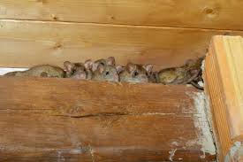rodents-in-condo-attic.jpeg