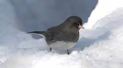 snow-bird