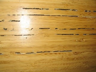 termite-condo-floor-damage.jpg
