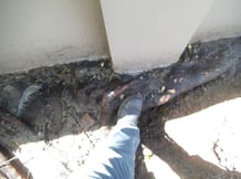 tree-damage-building