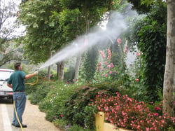 tree-spraying-pests