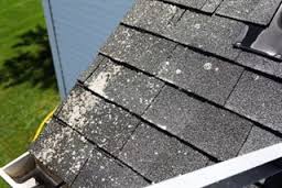 florida-roof-mold