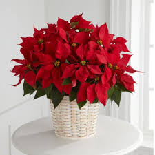 poinsettia-by-condo-door.jpeg