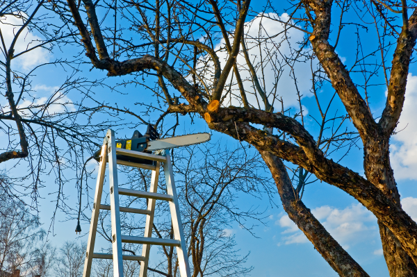 condo association member trims trees and finds himself in lawsuit over reimbursement 042914 resized 600