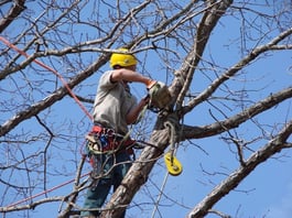Tree-trimmer
