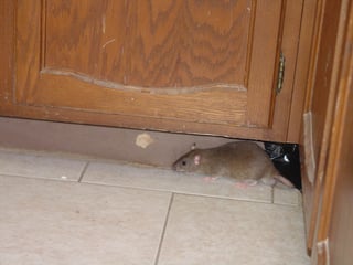 rat-kitchen-condo.jpg